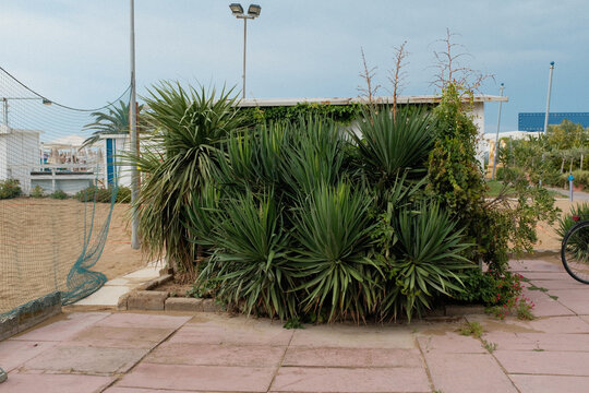 Yucca plants on a beach with concrete blocks