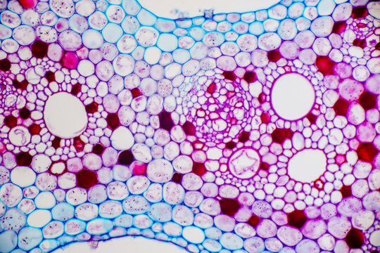 Micrograph of Lotus Stem Cross Section