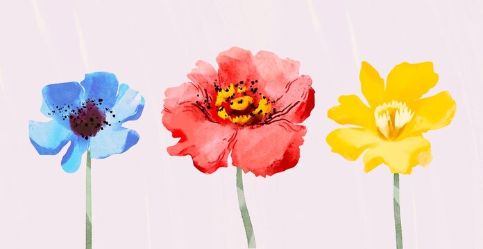Delicate Anemone, Daffodil, Poppy flower on Pastel Background