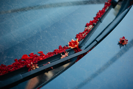 Red petals gathered along windshield wiper on car