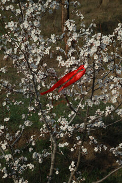 The flowers and the red ribbon 