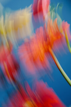 Flowers in motion with colorful blur on blue background during the day