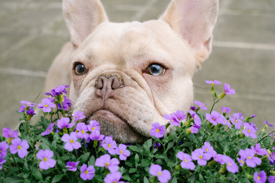 French bulldog among purple flowers