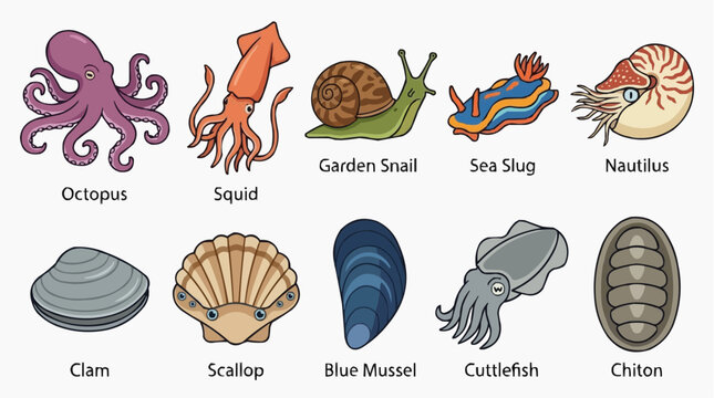 Collection of Marine and Terrestrial Mollusks and Cephalopods