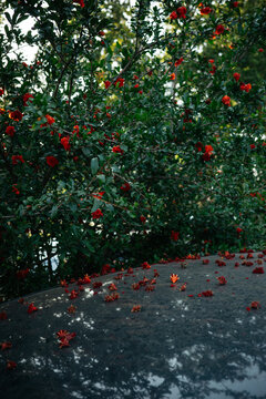 Red petals scattered on car surface with reflections