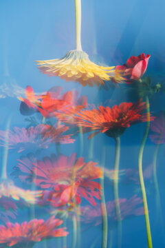 Bright flowers sway gently against a blue backdrop during daylight