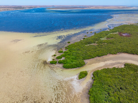 Water draining through coastal vegeation in tidal wetalands