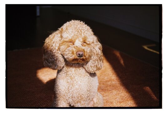 Dog sits quietly in sunlight with closed eyes while resting on a rug 