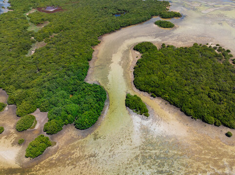 Water draining through coastal vegeation in tidal wetalands