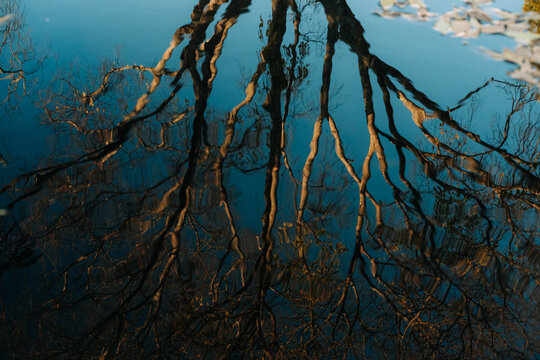 Distorted tree reflection on water with ripple effect
