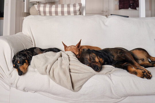 Three sleeping dogs napping on comfortable sofa