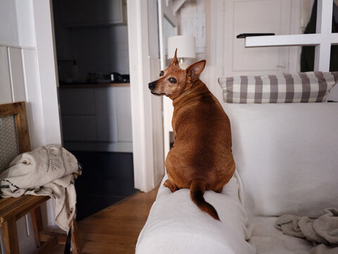 Miniature pinscher dog sitting on sofa looking back
