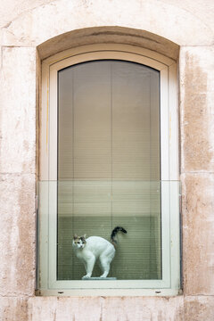 White cat 