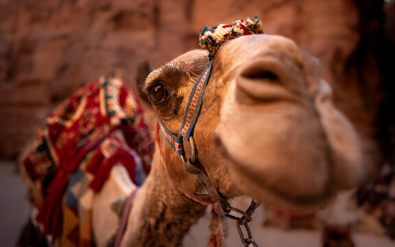 Close-Up of a Decorated Camel