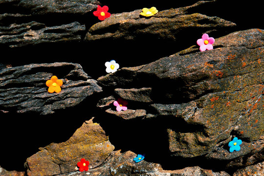 Colorful Small Flowers on Dark Rock Surface