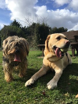 Two dogs resting after play