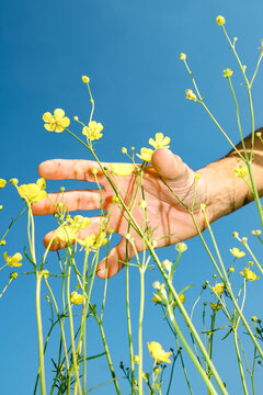 Hand picking yellow flowers under blue sky