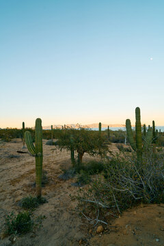 Baja Mexico Desert Cactus Landscape