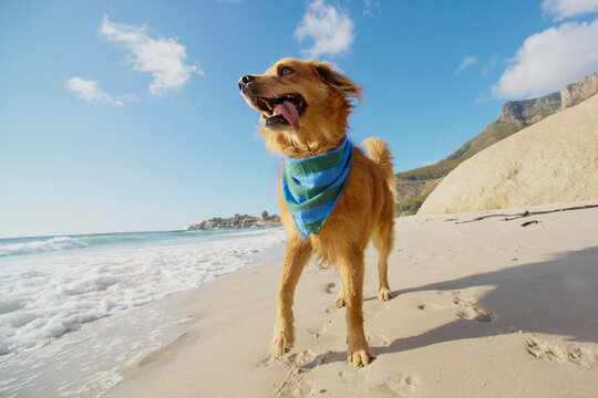 Summer happy beach dog