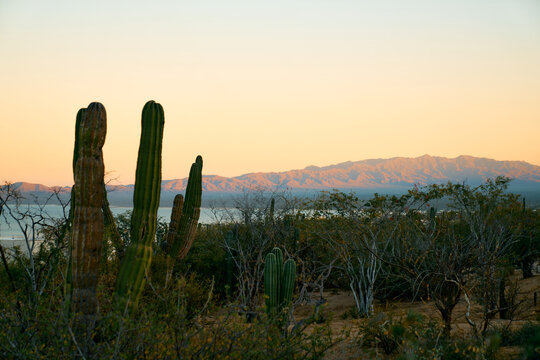 Baja California