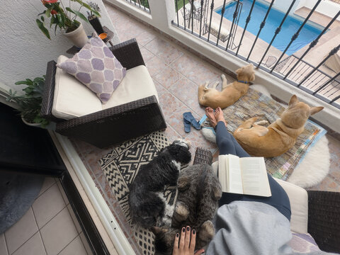ugc anonymous person with pets and book on balcony