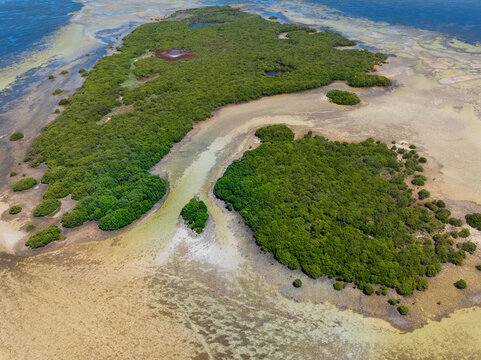 Water draining through coastal vegeation in tidal wetalands