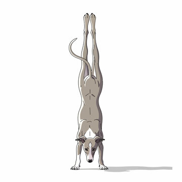Graceful Greyhound Dog Performing a Perfect Handstand on White Background.