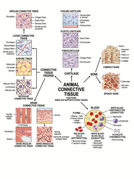 Educational diagram showing types of animal connective tissue with labeled biological structures and cellular components clearly