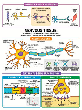 Neuron anatomy and nervous system signal transmission educational infographic chart showing biological cell structure and function