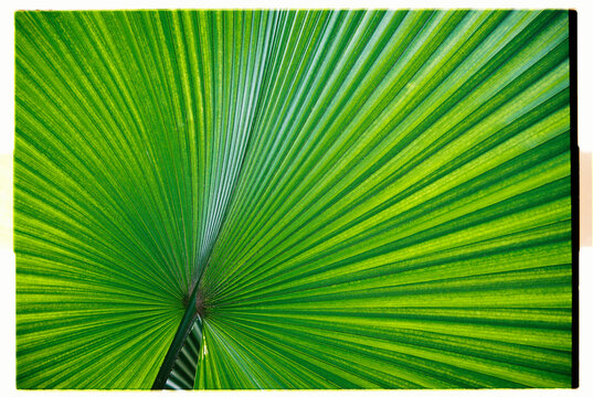 Large green palm leaf shows detailed patterns and textures