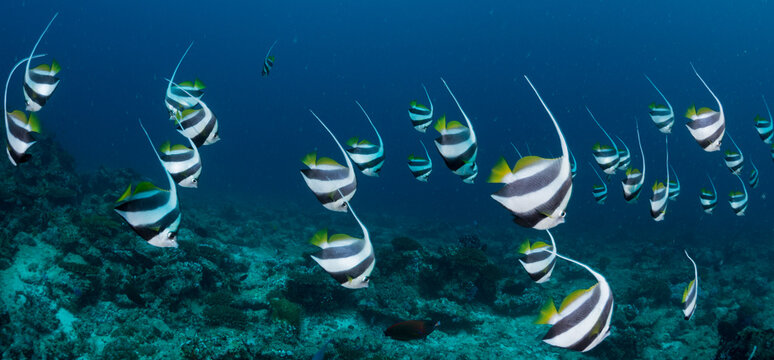 Schooling bannerfish