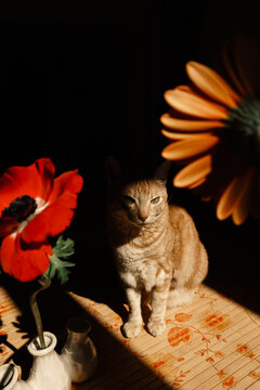 Cat sits quietly near flowers in a sunlit room