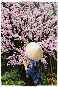 Woman picks flowers from a cherry blossom tree in a garden