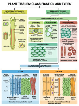 Plant tissues classification infographic showing detailed structures of meristematic and permanent plant cells for biology education