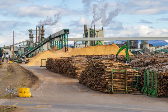 A pulp and paper mill, with stacks of logs and woodchips in front of steaming chimneys