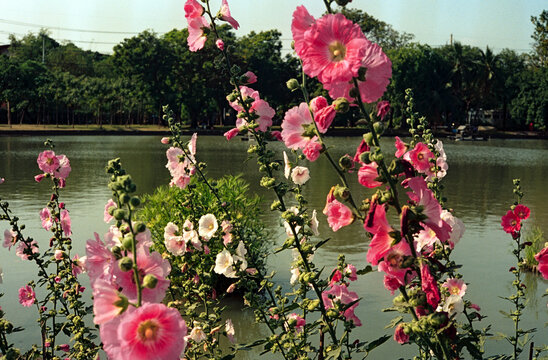 Film original photo blooming hollyhock meadow urban lake jungle view
