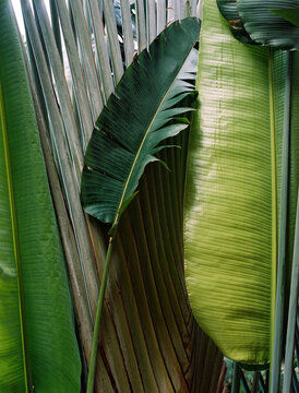 Large green Palm leaves after the rain in the tropic jungle