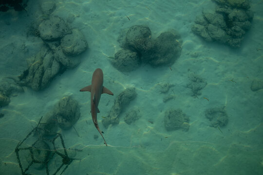A reef shark swims in shallow clear waters in the Maldives