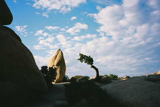 Penguin Rock Formations and Trees in Joshua Tree National Park