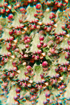 the surface of a prickly pear cactus forms kaleidoscopic patterns