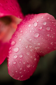 Pink tulip after rain. Details of rain drops on the petal of a tulip.