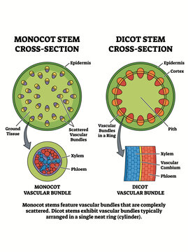 Monocot and dicot stem cross section comparison diagram showing botanical vascular bundle structures for educational study