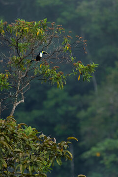 Toucan in a tree