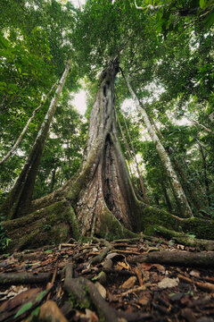 Giant tree in nature