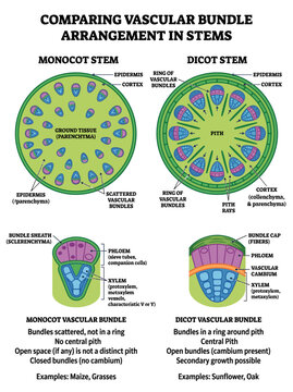 Educational botanical diagram comparing vascular bundle arrangement in monocot and dicot plant stems with detailed labels
