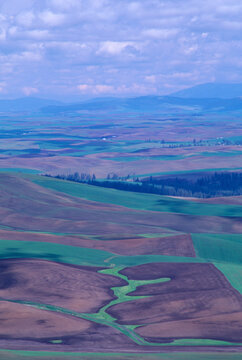 Winter wheat (Triticum) Palouse Prairie eastern Washington State film