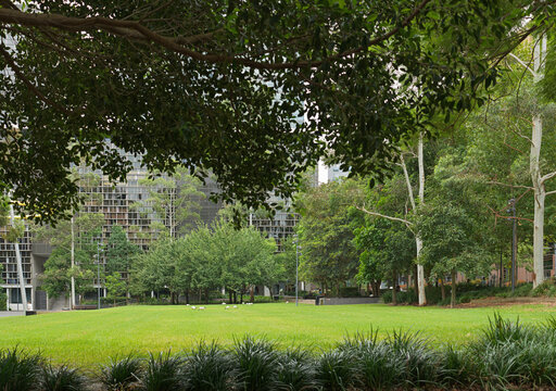 Green Park Area With Trees Near Modern Buildings in the City