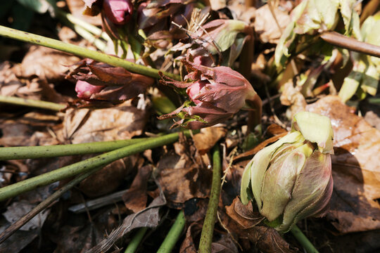 close up of a hellebore flower emerging from soil in spring