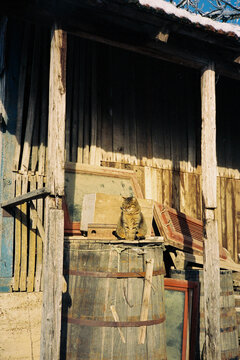 Cat resting on barrel in winter sun