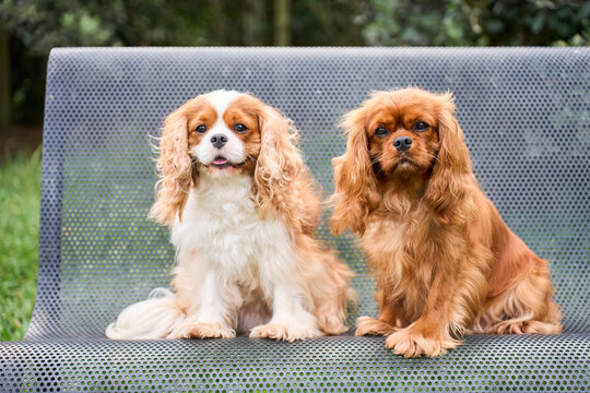 Two cavalier king charles spaniel dogs sitting on bench